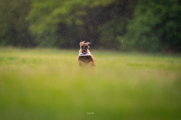 Afghan Hound - Females — DSC09794