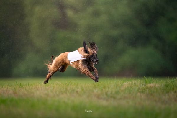 Afghan Hound - Females — DSC09816