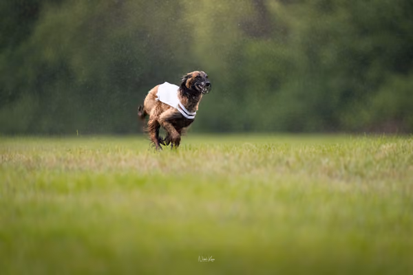 Afghan Hound - Females — DSC09813