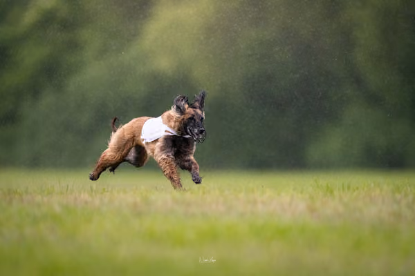 Afghan Hound - Females — DSC09809