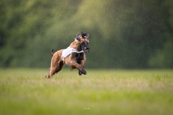 Afghan Hound - Females — DSC09808