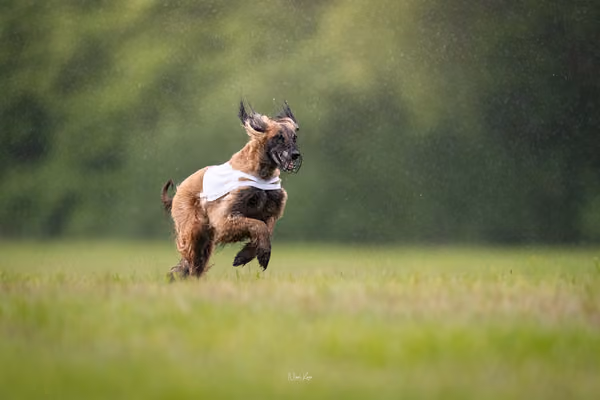 Afghan Hound - Females — DSC09807