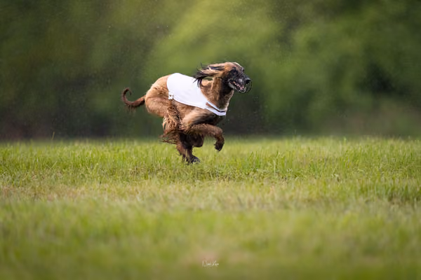 Afghan Hound - Females — DSC09829