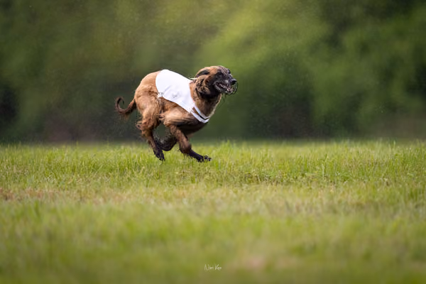 Afghan Hound - Females — DSC09828