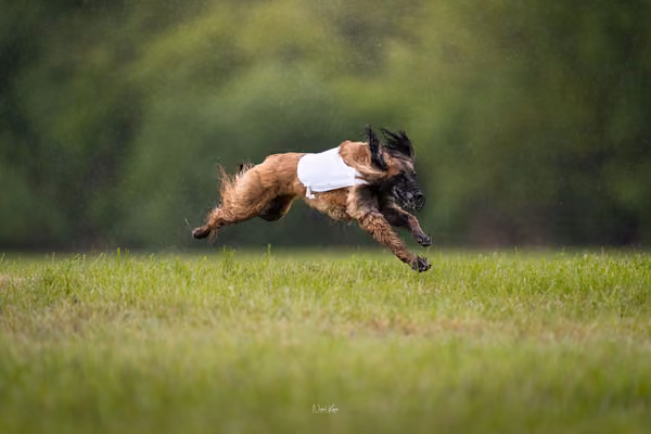 Afghan Hound - Females — DSC09824