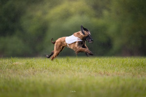 Afghan Hound - Females — DSC09823