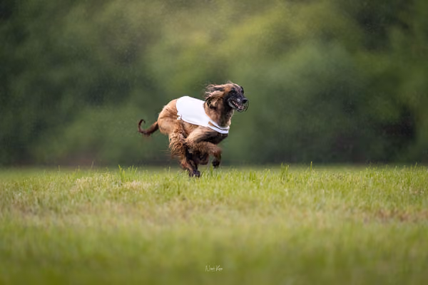 Afghan Hound - Females — DSC09821