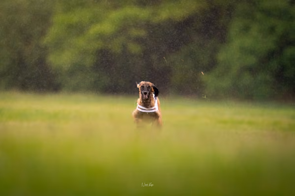 Afghan Hound - Females — DSC09793