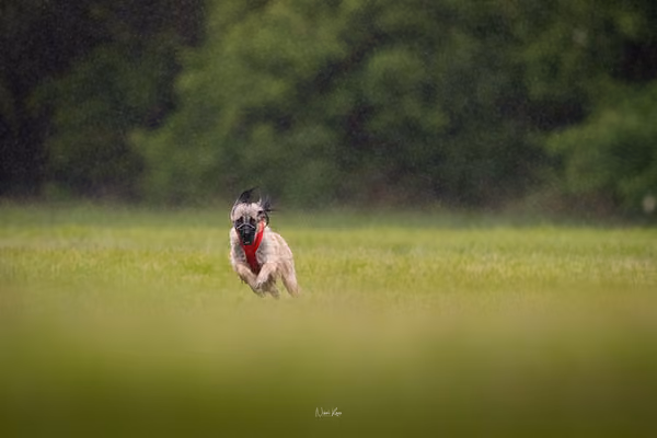 Afghan Hound - Females — DSC09789