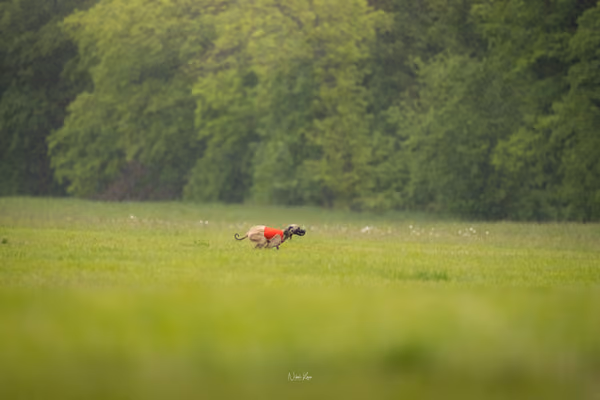 Afghan Hound - Females — DSC09785