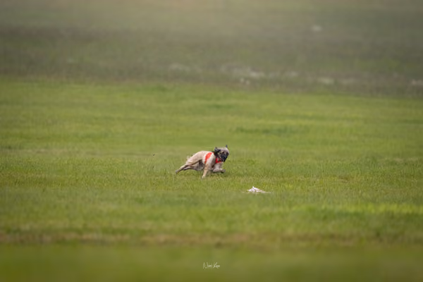 Afghan Hound - Females — DSC09779