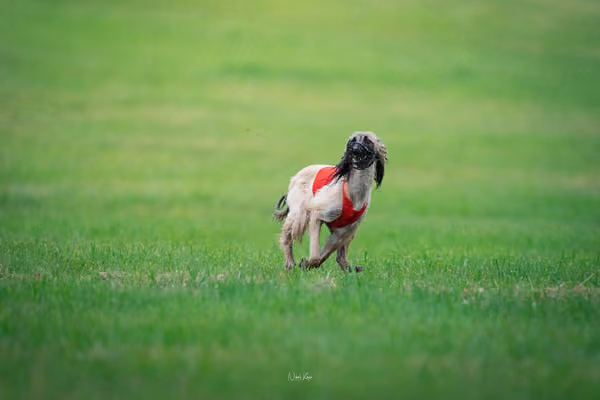 Afghan Hound - Females — DSC09776