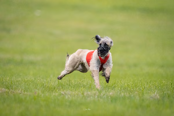 Afghan Hound - Females — DSC09773