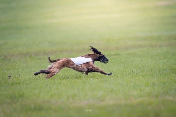 Afghan Hound - Females — DSC09766