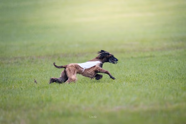 Afghan Hound - Females — DSC09765