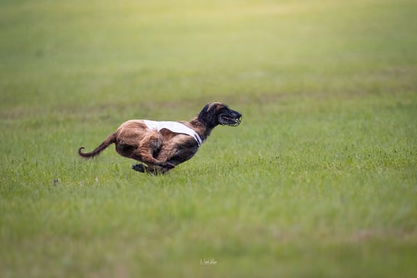 Afghan Hound - Females — DSC09763