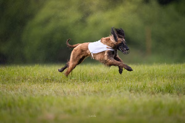 Afghan Hound - Females — DSC09831