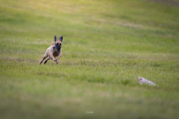 WCC 2025 - Odry Czechia — Afghan Hound - Females – RUN 20