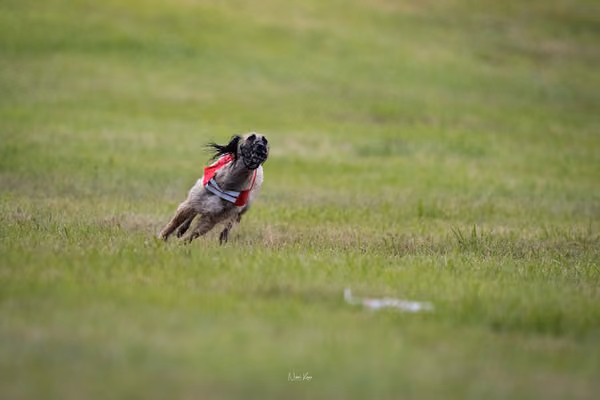 WCC 2025 - Odry Czechia — Afghan Hound - Females – RUN 20