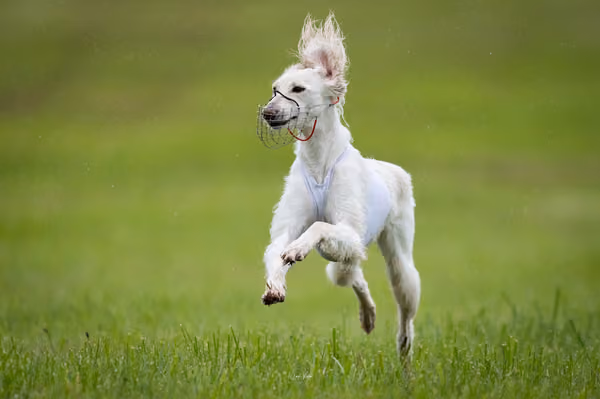 Afghan Hound - Females — DSC09722