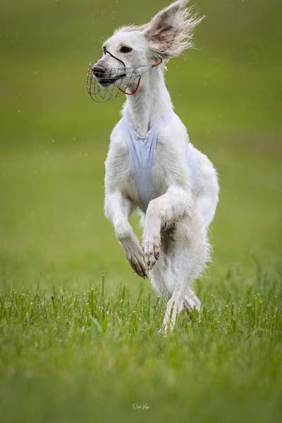 Afghan Hound - Females — DSC09720