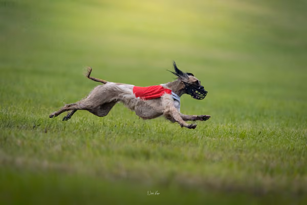WCC 2025 - Odry Czechia — Afghan Hound - Females – RUN 20
