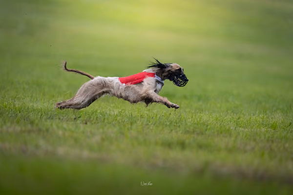 WCC 2025 - Odry Czechia — Afghan Hound - Females – RUN 20