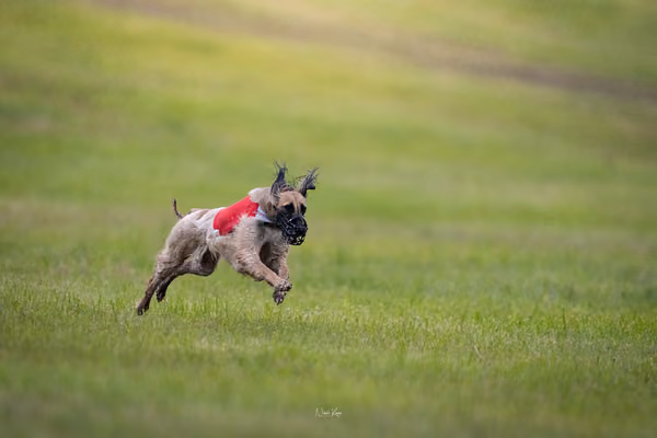 WCC 2025 - Odry Czechia — Afghan Hound - Females – RUN 20