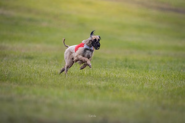 WCC 2025 - Odry Czechia — Afghan Hound - Females – RUN 20