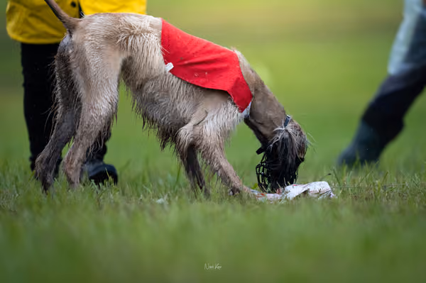 WCC 2025 - Odry Czechia — Afghan Hound - Females – RUN 20