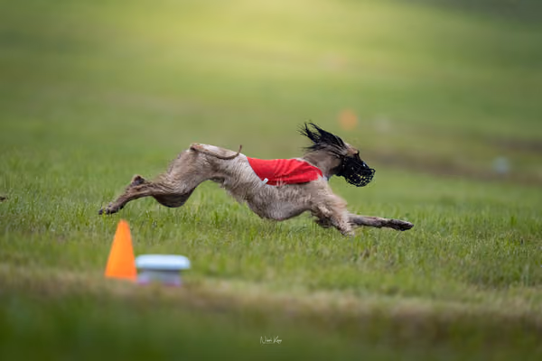 WCC 2025 - Odry Czechia — Afghan Hound - Females – RUN 20