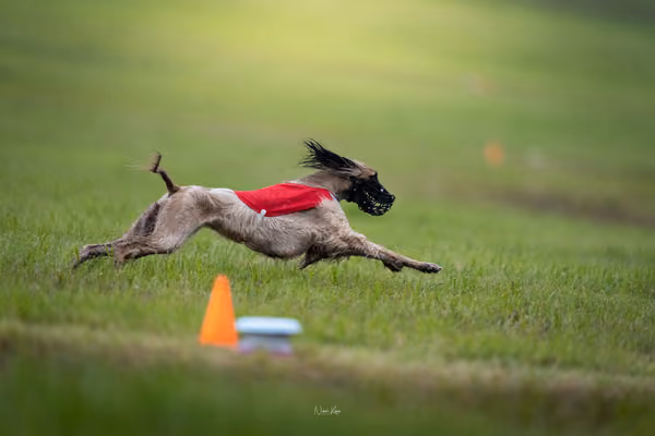 WCC 2025 - Odry Czechia — Afghan Hound - Females – RUN 20