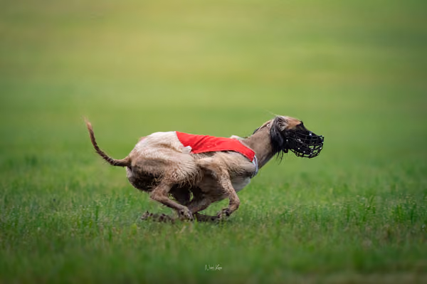 WCC 2025 - Odry Czechia — Afghan Hound - Females – RUN 20