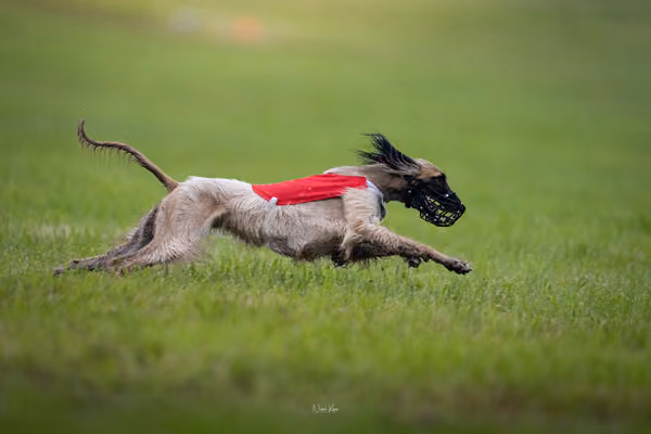 WCC 2025 - Odry Czechia — Afghan Hound - Females – RUN 20