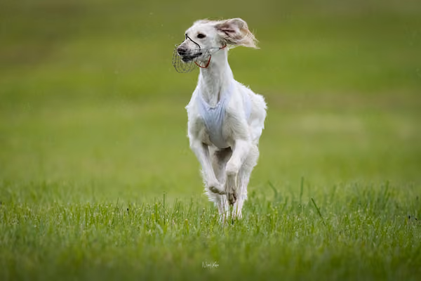 Afghan Hound - Females — DSC09719