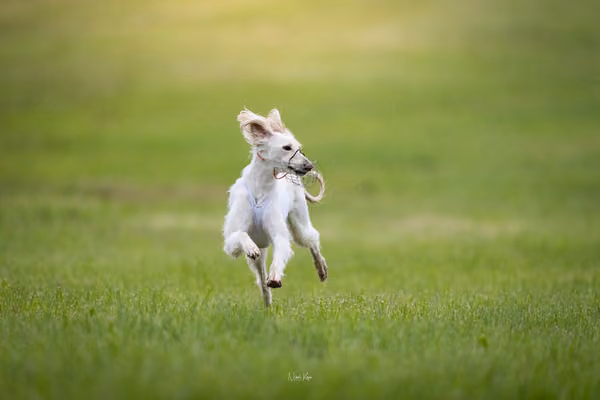 Afghan Hound - Females — DSC09713
