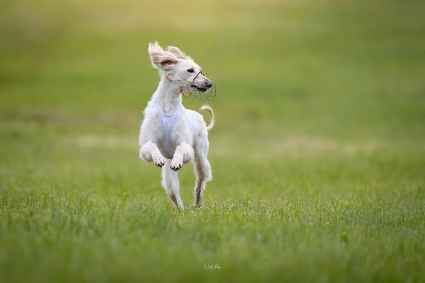 Afghan Hound - Females — DSC09712