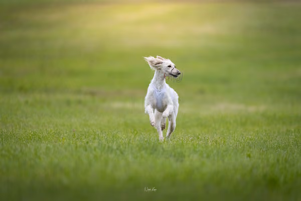 Afghan Hound - Females — DSC09711