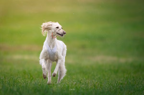 Afghan Hound - Females — DSC09710