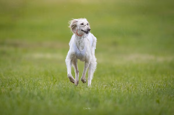 Afghan Hound - Females — DSC09709