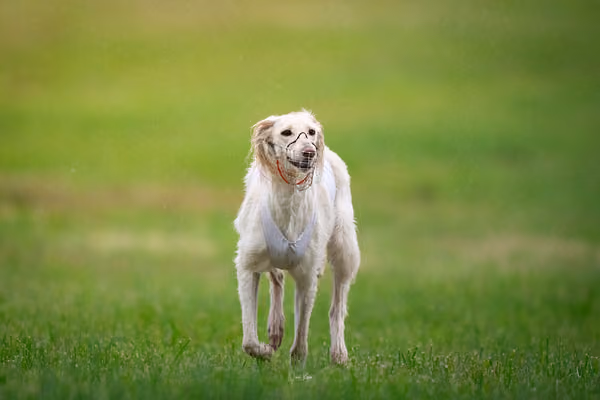 Afghan Hound - Females — DSC09708