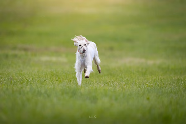 Afghan Hound - Females — DSC09705