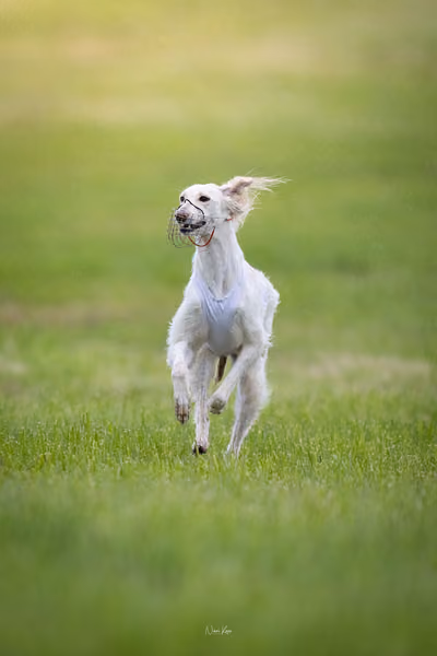 Afghan Hound - Females — DSC09704