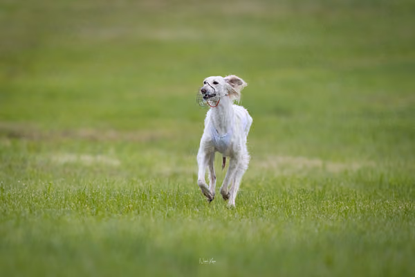 Afghan Hound - Females — DSC09703