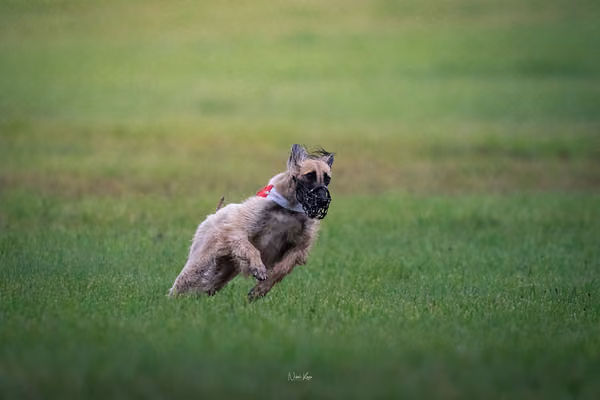 Afghan Hound - Females — DSC09668