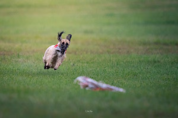 Afghan Hound - Females — DSC09663