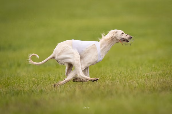 Afghan Hound - Females — DSC09649