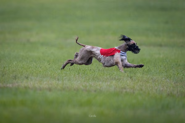 Afghan Hound - Females — DSC09684