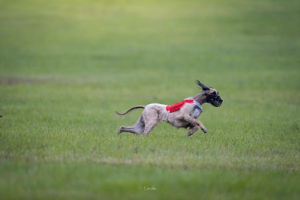 Afghan Hound - Females — DSC09682