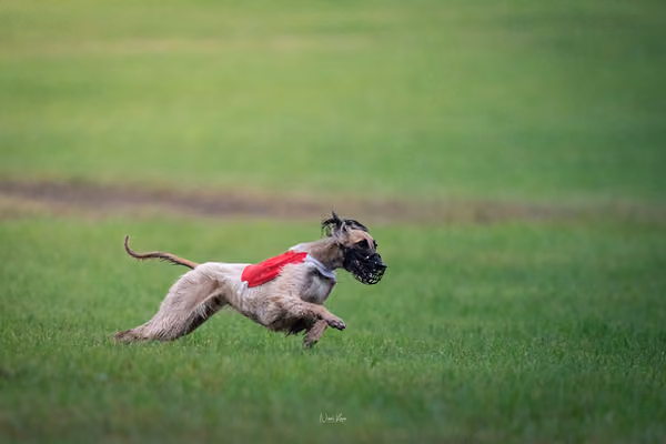 Afghan Hound - Females — DSC09676